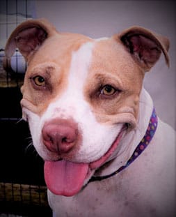 Photo of Dogalegal, Amelia